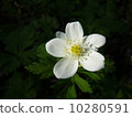  White flower 10280591