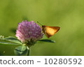 Flower and butterfly 10280592