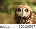 owl   10280597
