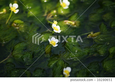 Misima baikamo 10280651