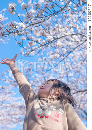 Cherry blossoms a bit more Cherry blossoms a bit more 10280747