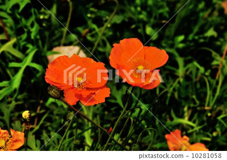 Boso半島花採摘街道驅動線 10281058