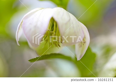 聖誕玫瑰，鮮花， 10281151