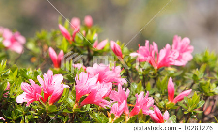 Spring Schneider Spring Schneider 10281276