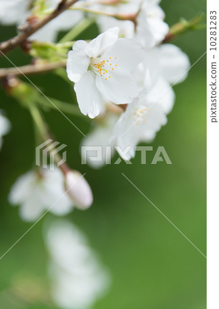 季節吉野季節性花材料 季節吉野季節性花材料 10281283