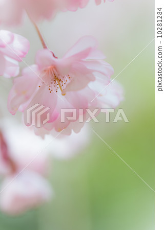 雙重櫻花季節花照片材料 雙重櫻花季節花照片材料 10281284