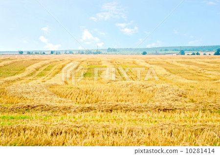 Straw stripes on the field Straw stripes on the field 10281414
