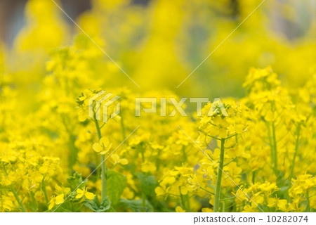 Rape flower Seasonal flowers Photo material 10282074