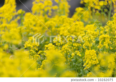 Rape flower Seasonal flowers Photo material 10282075