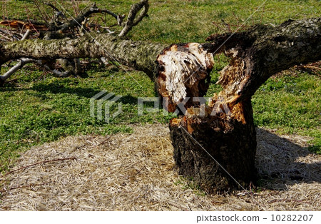 Peach tree fallen broken peach tree 10282207