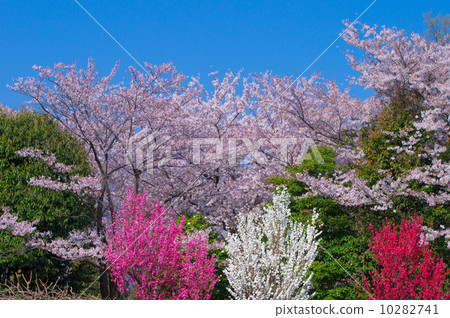 Spring landscape 10282741