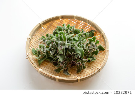 Ice plant 10282971