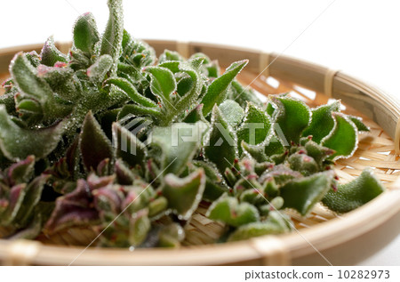 Ice plant 10282973