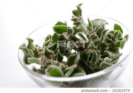 Ice plant 10282974