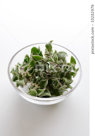 Ice plant 10282976