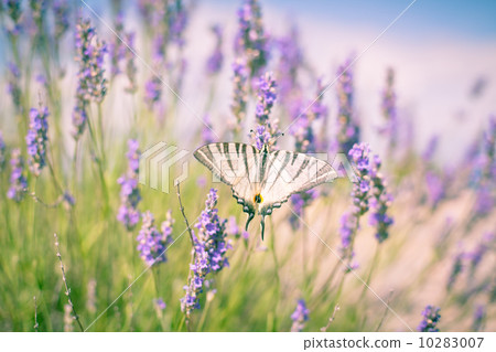 Butterfly at Lavender Bush 10283007