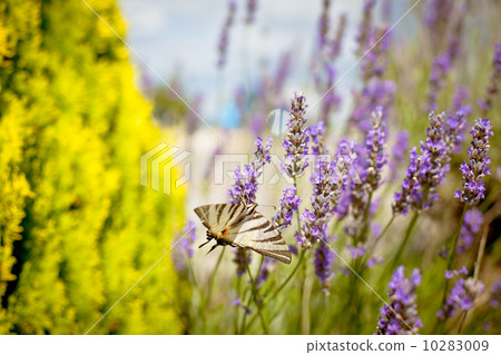 Butterfly at Lavender Bush 10283009