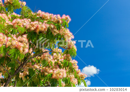 Pink Blossom Acacia Tree Brunches 10283014