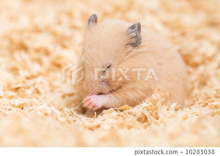 Kinka hamster to make groom Kinka hamster to make groom 10283038