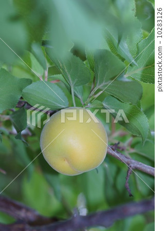 Large plum fruit 10283126