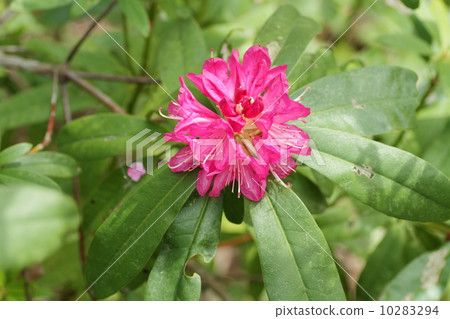 西部杜鵑花 西部杜鵑花 10283294