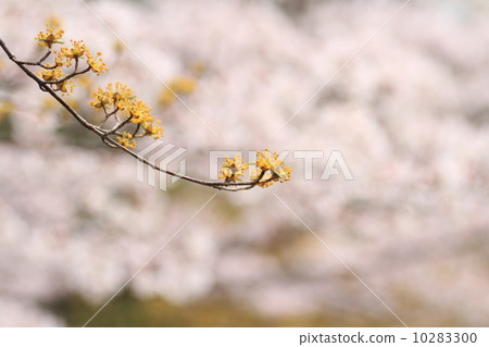 Flowers of Sans 10283300