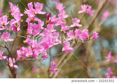 Azalea's flower 10283302