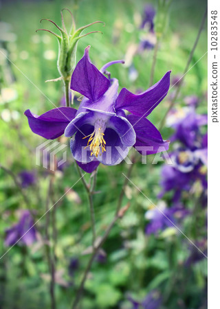 Beautiful flower of Aquilegia 10283548