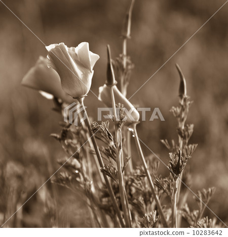 Poppies in a summer meadow 10283642