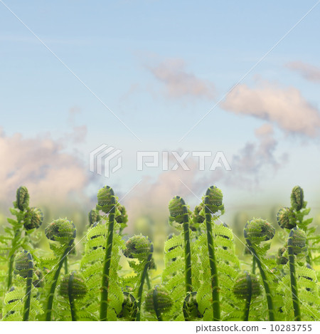 green ferm sprouts under blue sky green ferm sprouts under blue sky 10283755