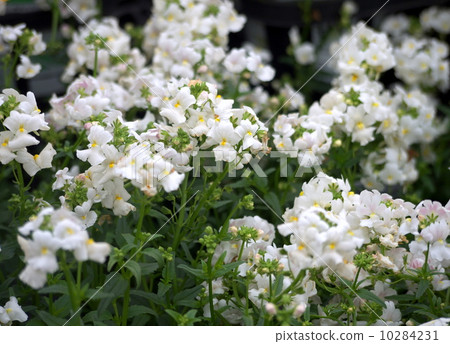 stock photo: nemesia, shukune nemesia, flowering plant