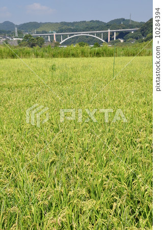 Rice field 10284394