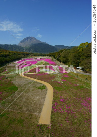 島原芝麻櫻花公園 10284544