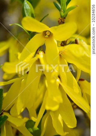 Forsythia 10284656
