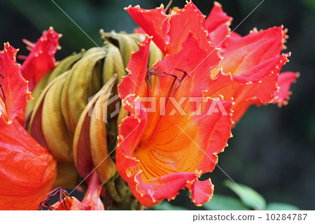 Kaenboku Kaenboku 10284787