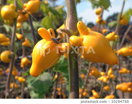 Tononasu Tononasu 10284788