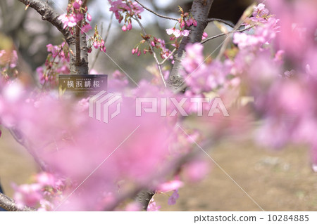 Cherry Blossoms	 10284885