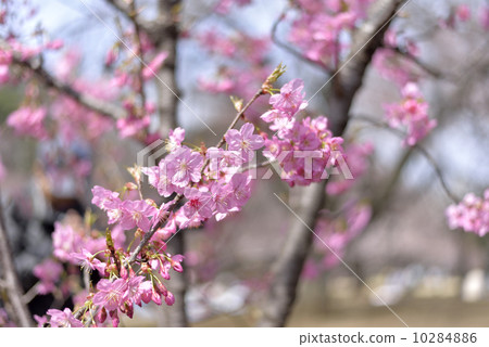 Cherry Blossoms Cherry Blossoms 10284886