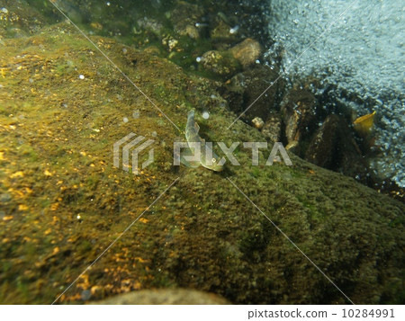 Ruri Yoshinobori 10284991