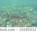 虹鱒魚 10285012