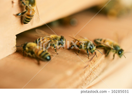 雌蜂 雌蜂 10285031