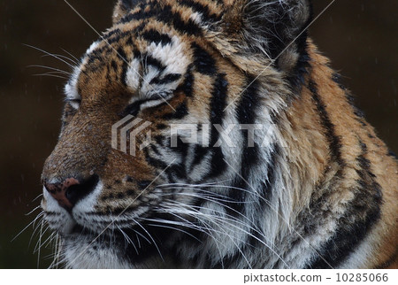 雨阿穆爾托拉（多摩動物園） 10285066