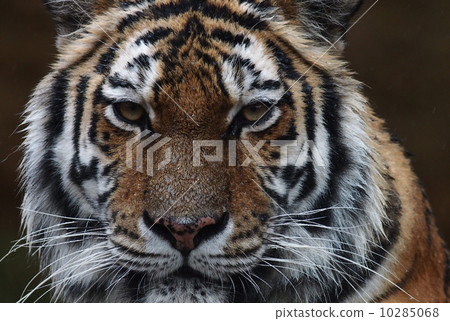 雨阿穆爾托拉（多摩動物園） 10285068