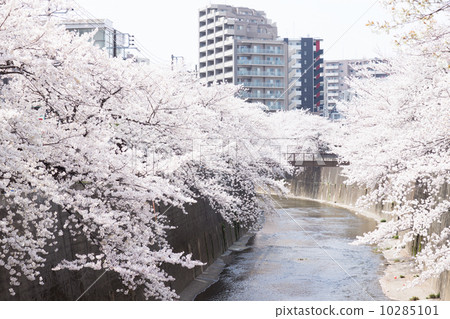 Cherry tree row of Shakujii River 10285101