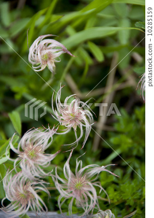 Tingle flower down 10285159