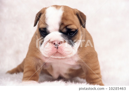 Bulldog puppy Bulldog puppy 10285463