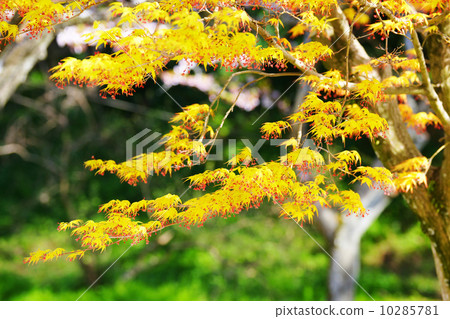 Katsura maple 10285781