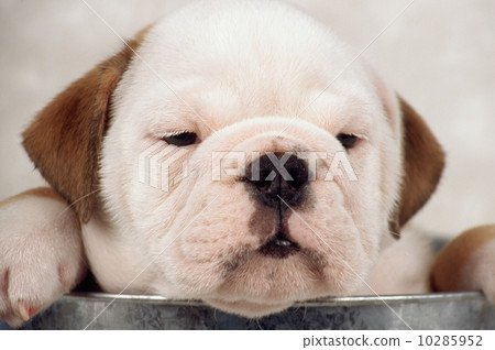 鬥牛犬小狗 10285952