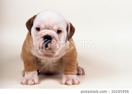 鬥牛犬小狗 鬥牛犬小狗 10285956