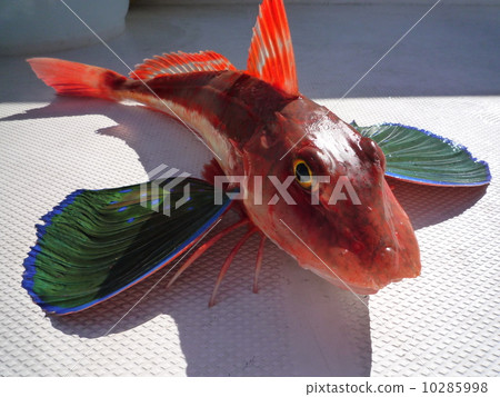 Gurnard 10285998